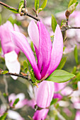 Magnolia, purpurrot