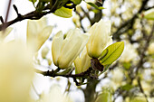 Magnolia, yellow