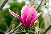 Magnolia, purple