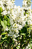 Syringa vulgaris 'Mme Lemoine'