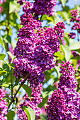 Syringa vulgaris 'In memory of Ludwig Späth' (German)