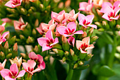 Kalanchoe blossfeldiana, rosa