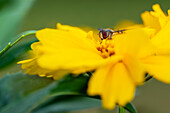 Hoverfly