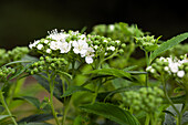 Spiraea japonica