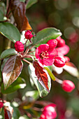 Malus 'Scarlet'