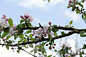 Malus domestica 'Rheinischer Bohnapfel'