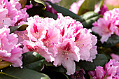 Rhododendron, pink