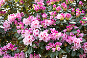 Rhododendron, pink