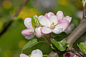 Malus domestica 'Landsberger Renette'