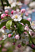 Malus domestica 'Jonagold'