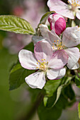 Malus domestica 'Pinova'(s)