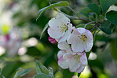 Malus 'Evereste'®