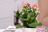 Kalanchoe blossfeldiana, pink