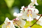 Catalpa bungei