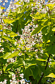 Catalpa bungei