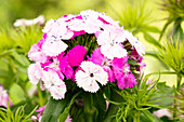 Dianthus barbatus