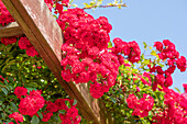 Climbing rose, red