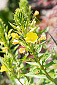 Oenothera biennis