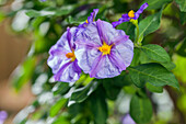 Solanum rantonnetii