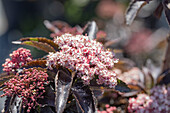 Sambucus nigra 'Black Tower'®