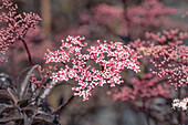 Sambucus nigra 'Black Beauty'®