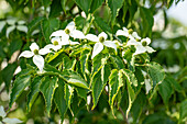 Cornus kousa 'Milky Way' chinensis