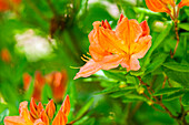 Rhododendron luteum, orange