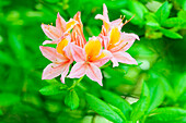 Rhododendron luteum, pink