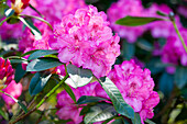 Rhododendron