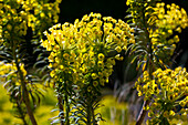 Euphorbia characias var. wulfenii