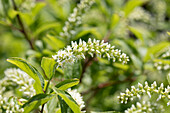 Itea virginica 'Henry's Garnet'.