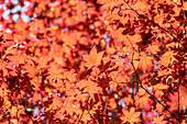 Acer palmatum 'Fireglow'