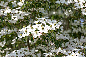 Cornus kousa 'Typ 2'