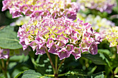 Hydrangea macrophylla, pink