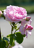 Climbing rose, pink