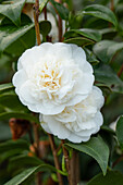 Camellia japonica, weiß