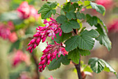 Ribes sanguineum 'King Edward VII'