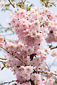 Prunus subhirtella Autumnalis Rosea