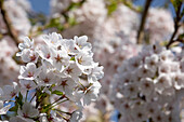 Prunus x yedoensis