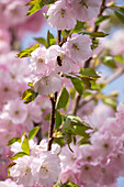 Prunus subhirtella 'Accolade'