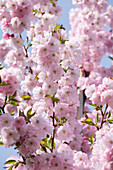 Prunus subhirtella 'Accolade'