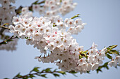 Prunus x yedoensis