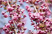 Prunus serrulata 'Kiku-shidare-zakura'.