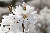 Magnolia stellata 'Royal Star'