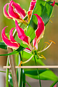 Gloriosa superba 'Rothschildiana