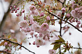 Prunus serrulata 'Shirofugen'