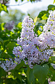 Syringa vulgaris