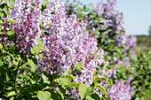 Syringa vulgaris, lilac