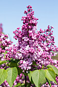 Syringa vulgaris 'General Pershing