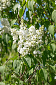 Syringa vulgaris 'Mme Lemoine', white